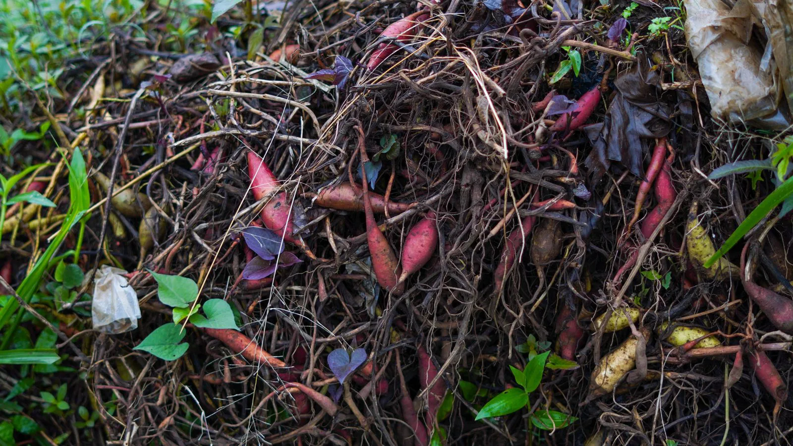 A compost heap of mixed plant matter, roots and leaves.