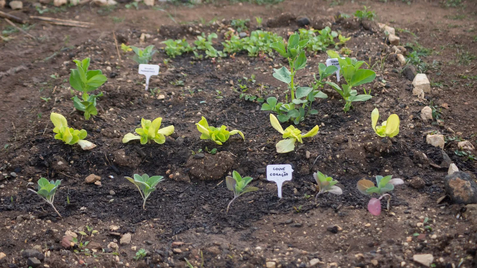 Young vegetable seedlings set out in rows in a garden bed.