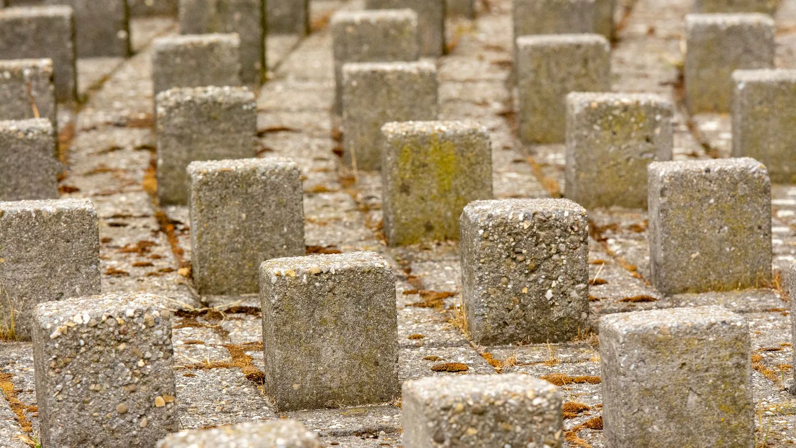 Concrete blocks laid out in regular rows, seen close up.