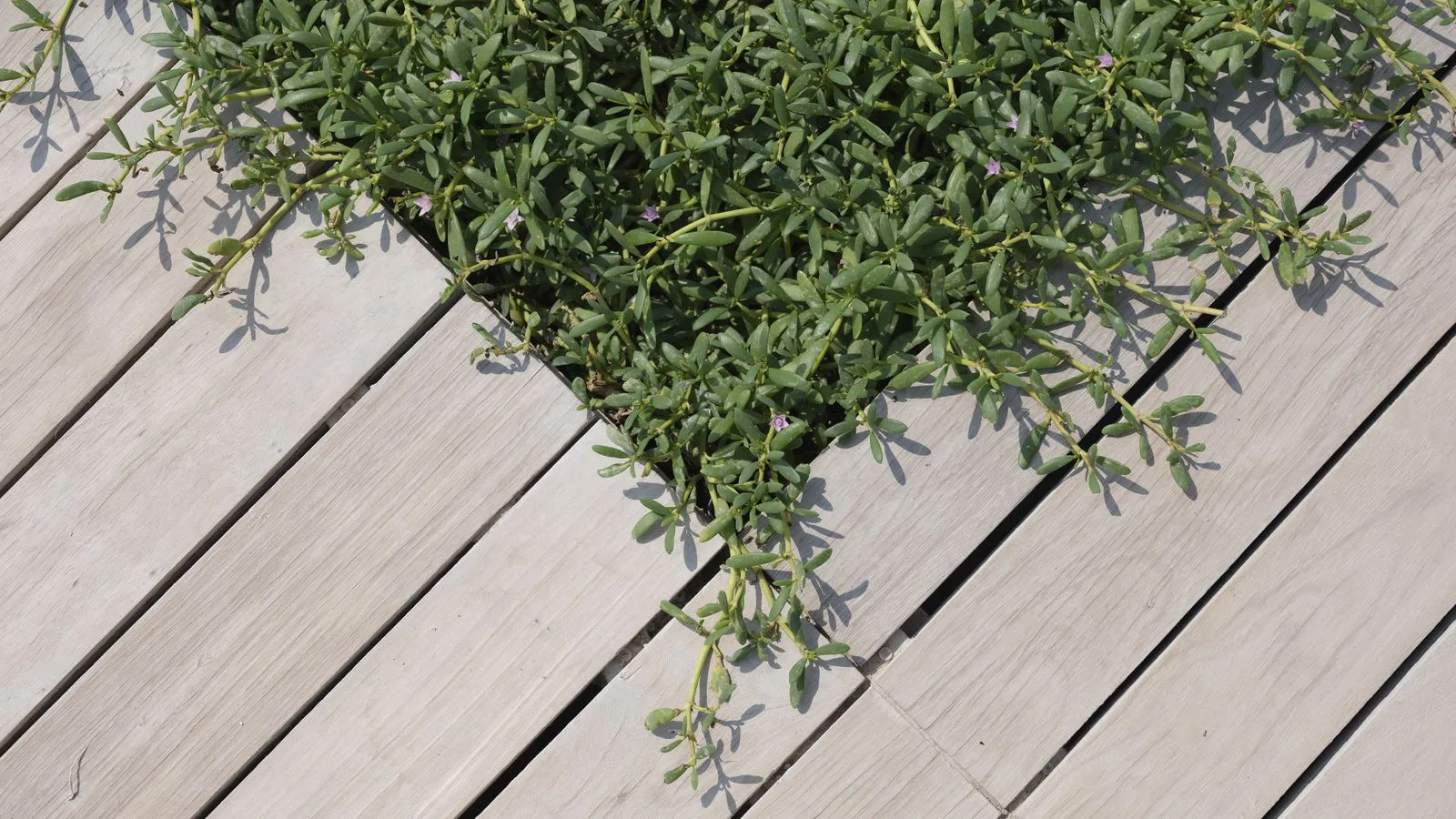 Foliage growing up through the gaps between deck boards.