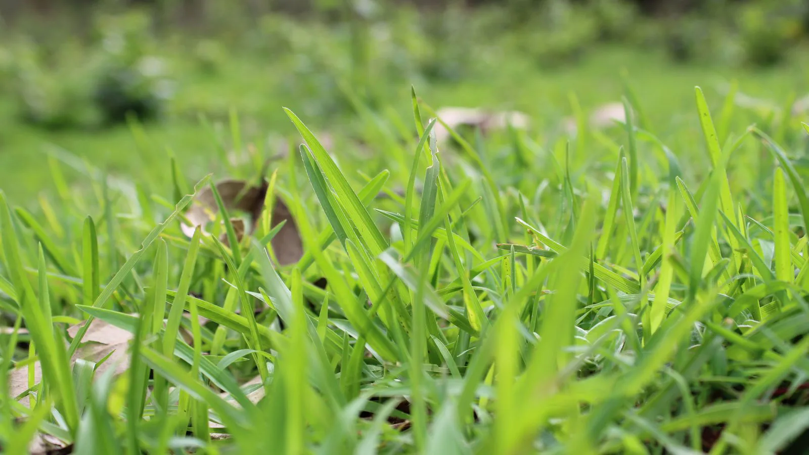 Fresh green lawn grass photographed close to the ground.