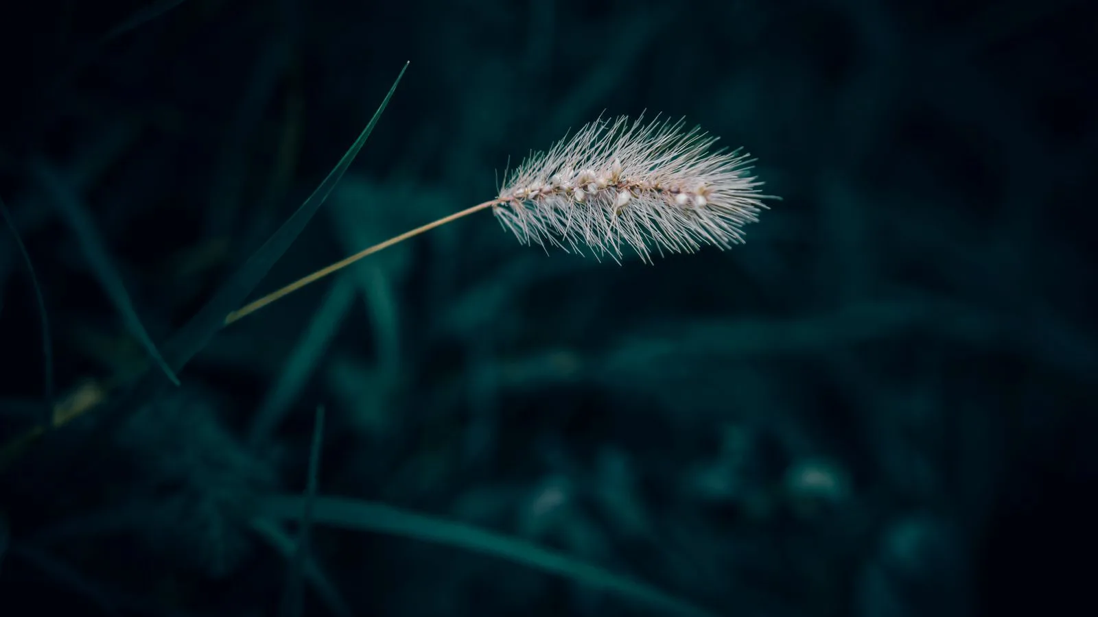A grass seed head in close-up against a dark field.