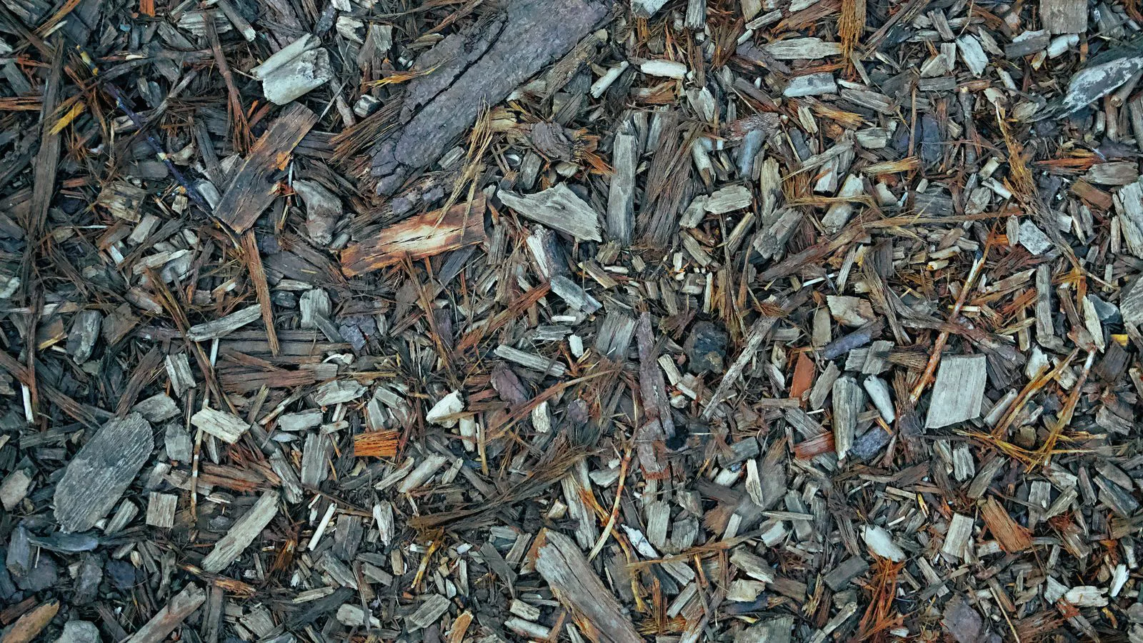 Wood chippings spread over the ground, close up.