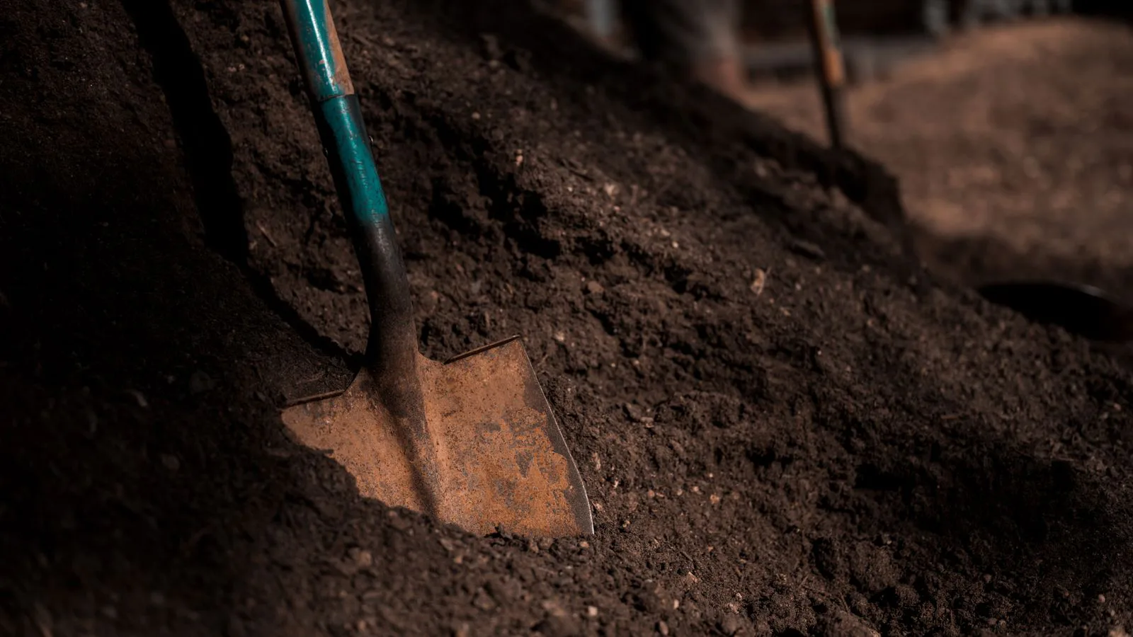 A spade standing in dark garden soil.