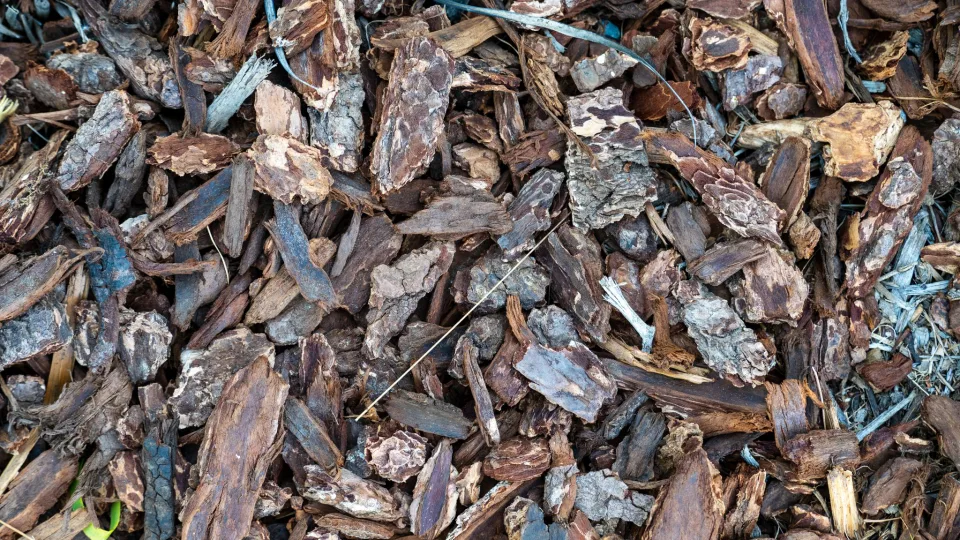 Primer plano de virutas de corteza extendidas como acolchado de jardín.